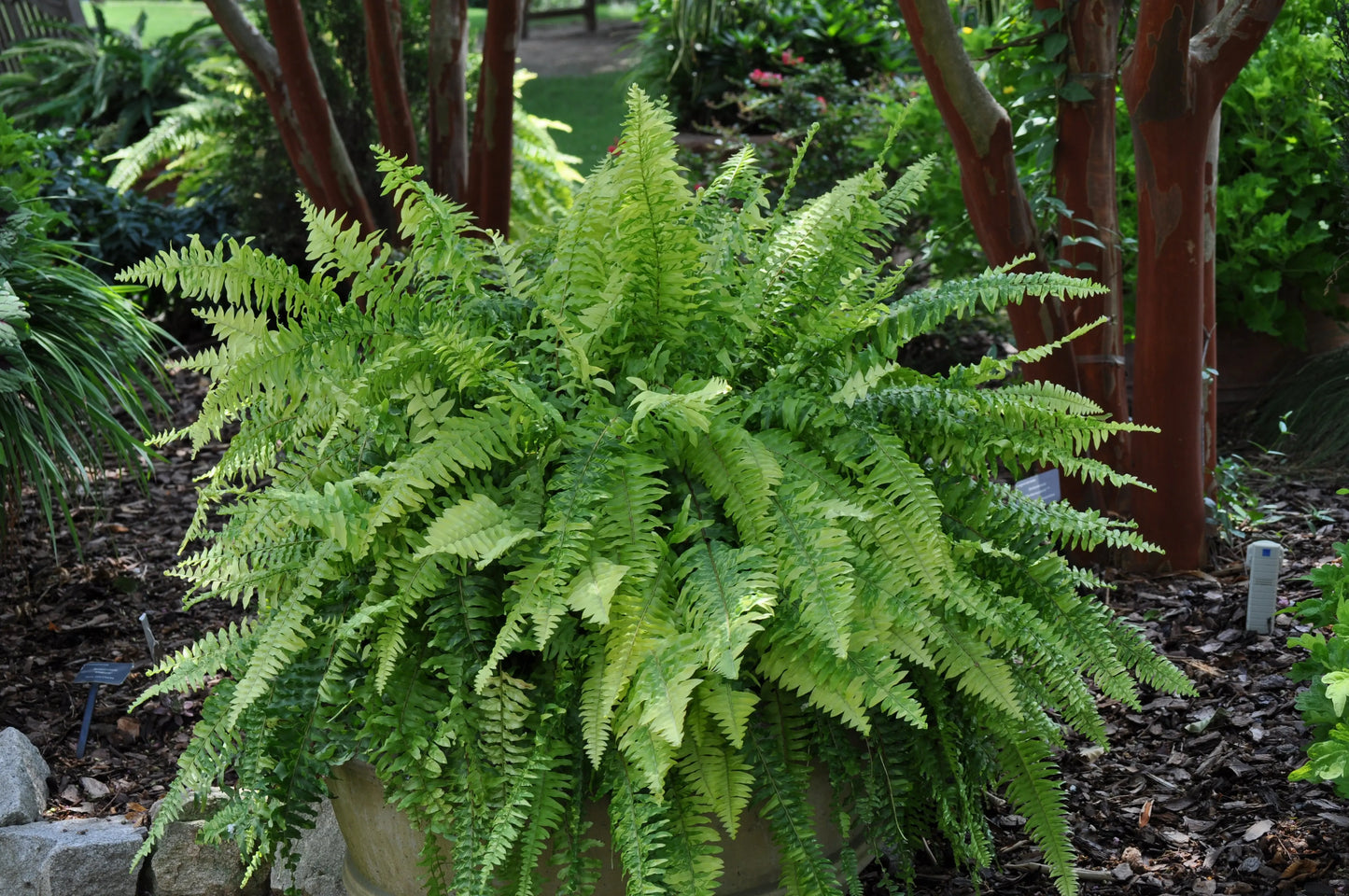 Nephrolepis exaltata Tiger - Mason House Garden