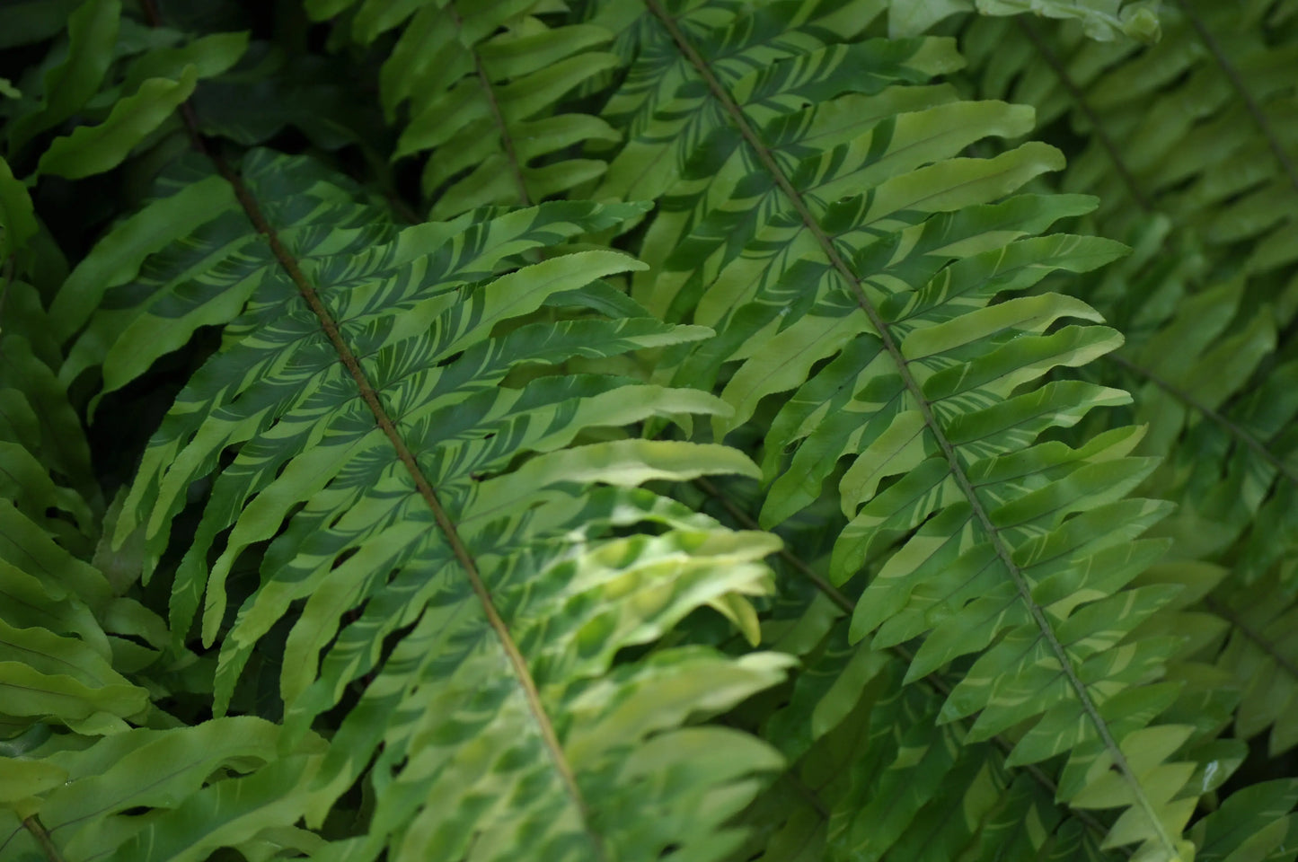 Nephrolepis exaltata Tiger - Mason House Garden