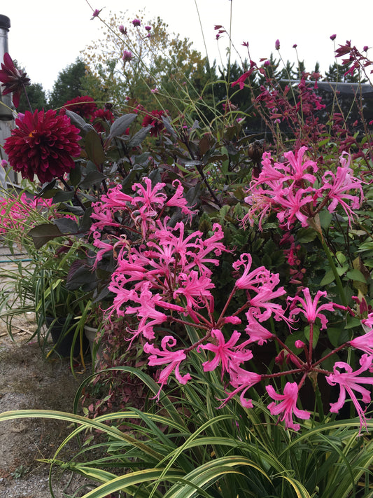 Nerine bowdenii