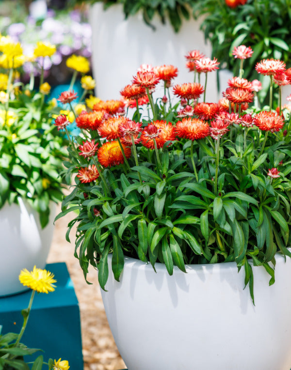 Bracteantha Granvia Orange Flame