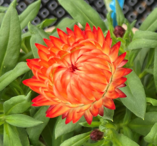 Bracteantha Granvia Orange Flame