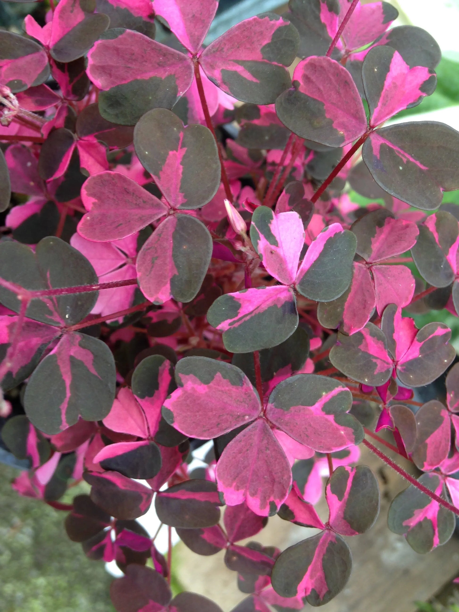 Oxalis Plum Crazy - Mason House Garden