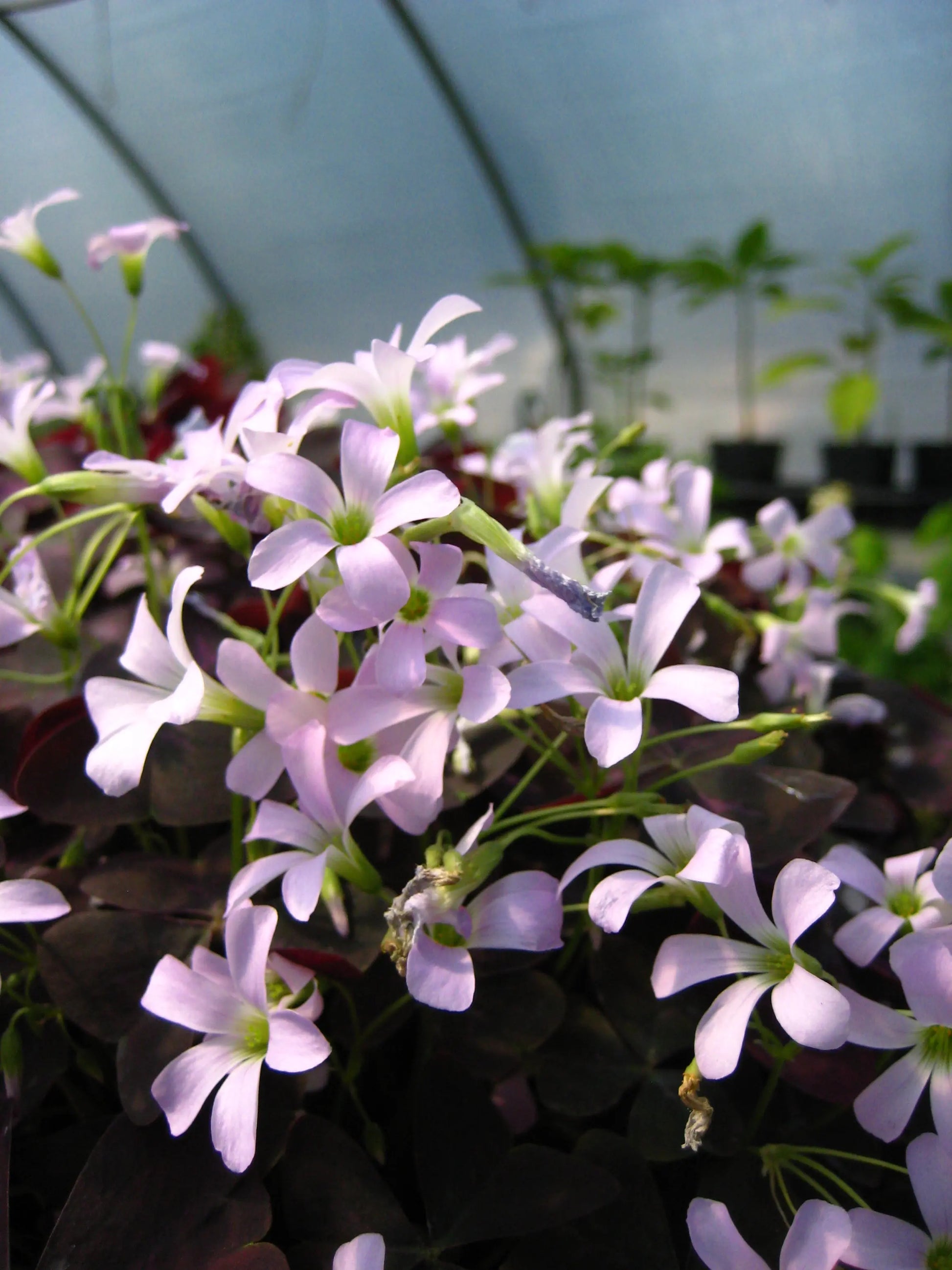 Oxalis triangularis - Mason House Garden