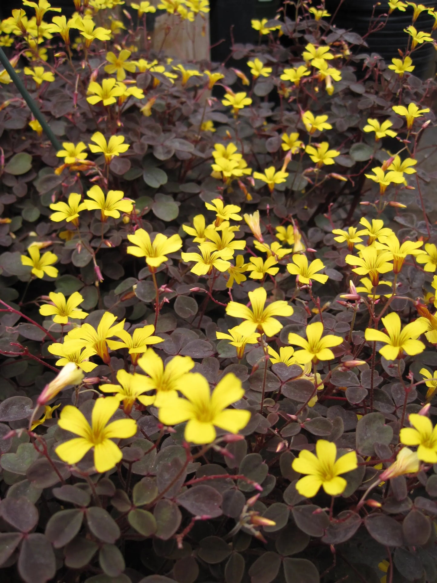 Oxalis vulcanicola Burgundy