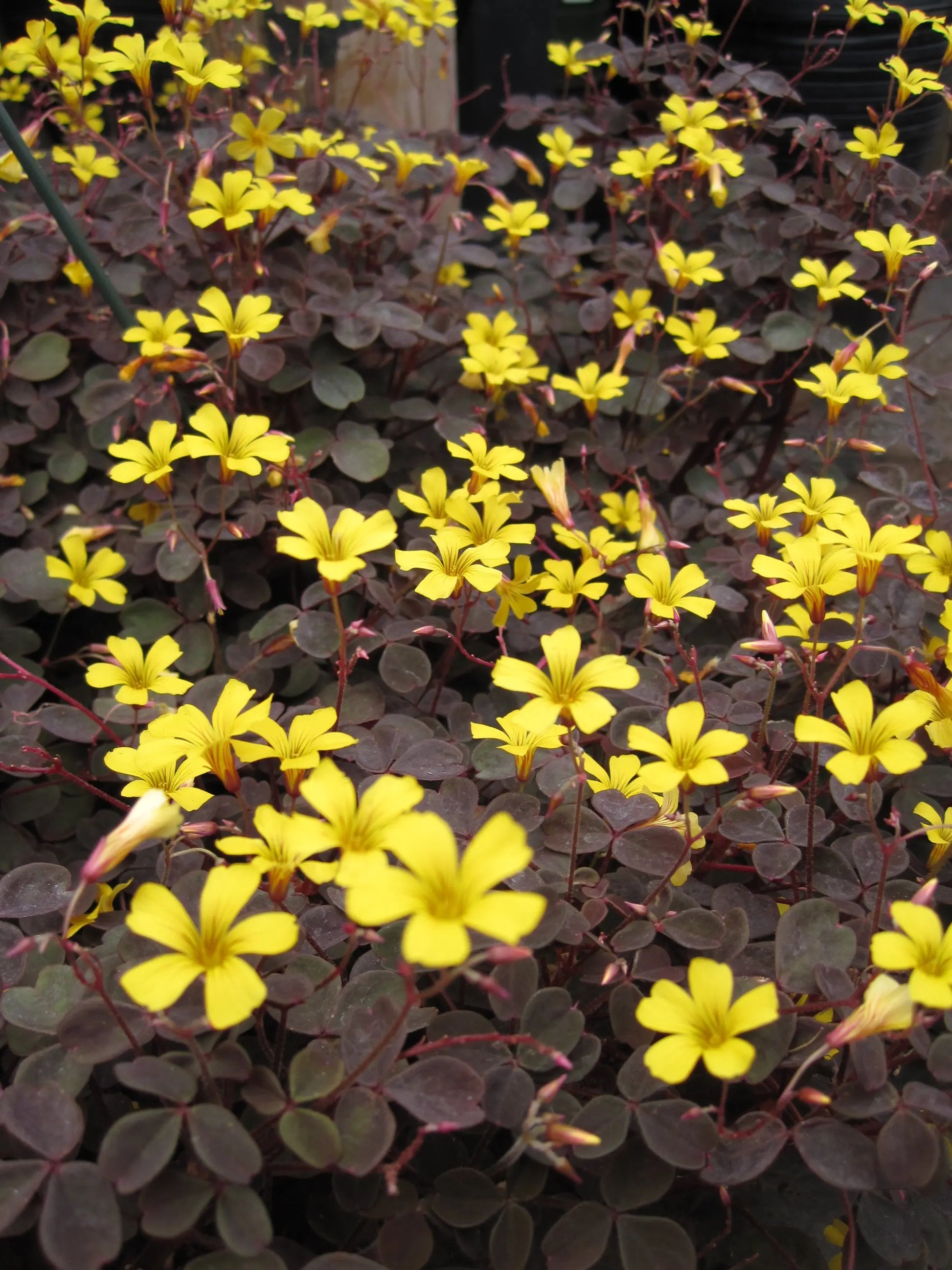 Oxalis vulcanicola Burgundy - Mason House Garden