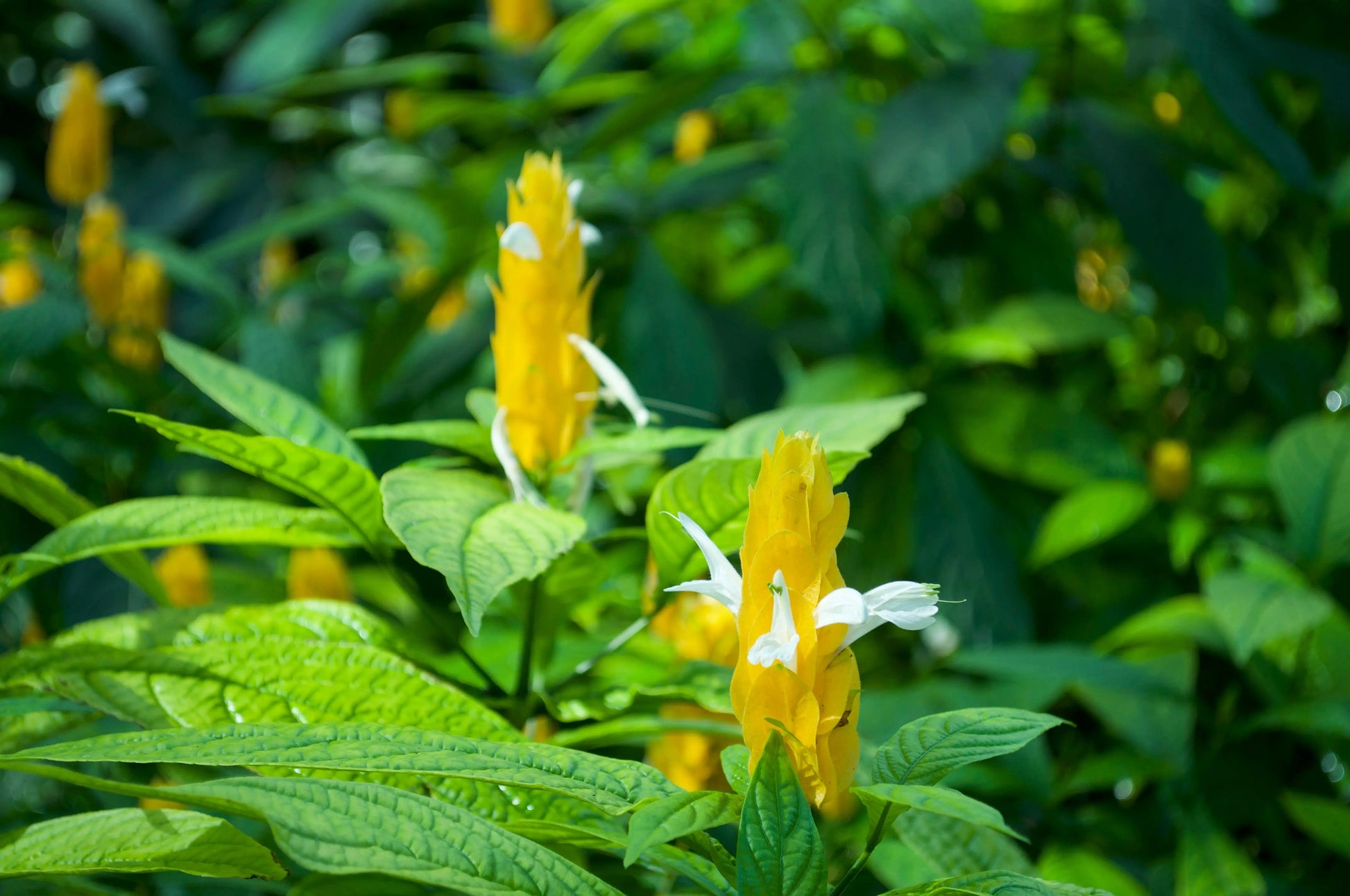 Pachystachys lutea - Mason House Garden