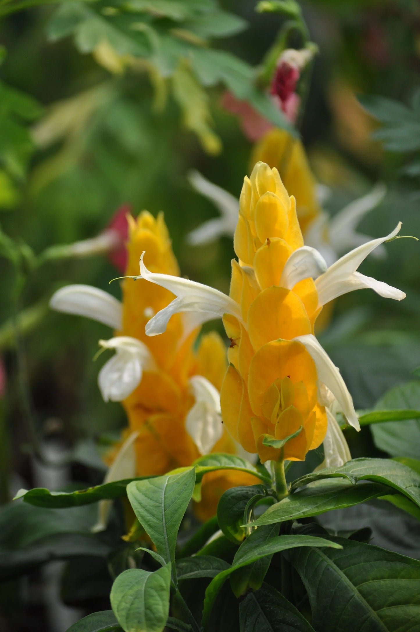 Pachystachys lutea - Mason House Garden