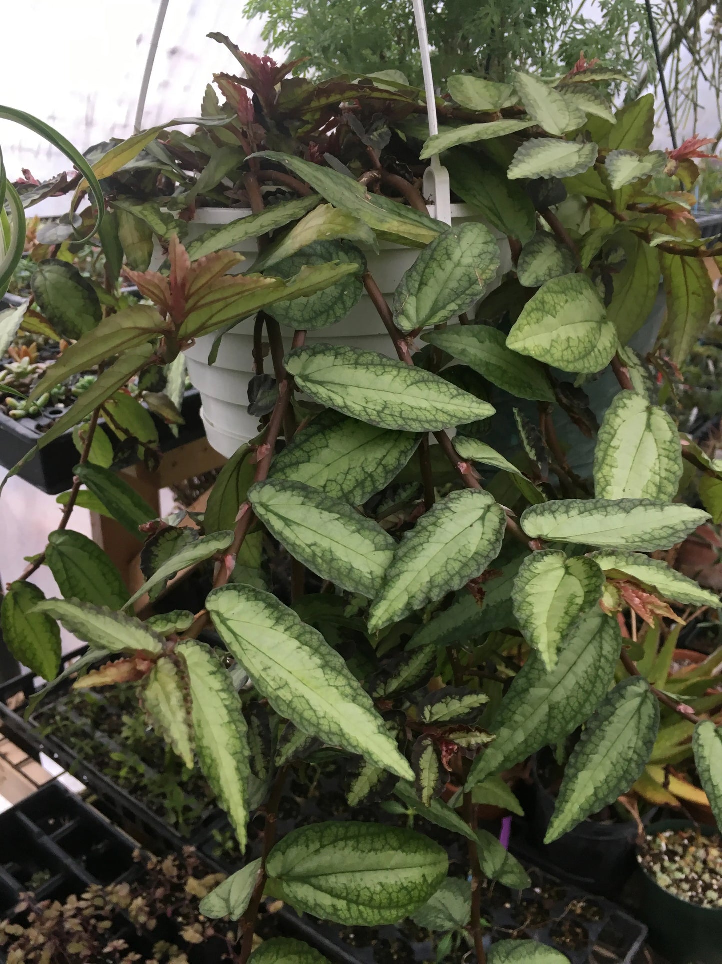 Pellionia repens - Mason House Garden