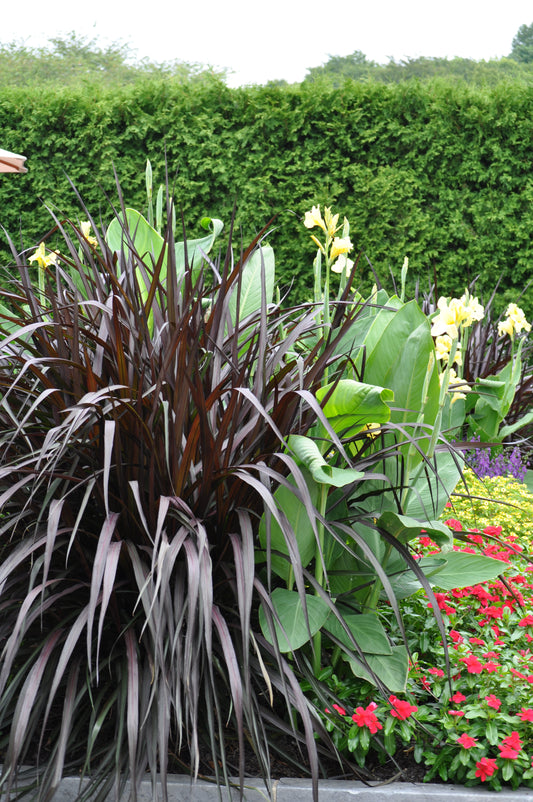 Pennisetum purpureum First Knight