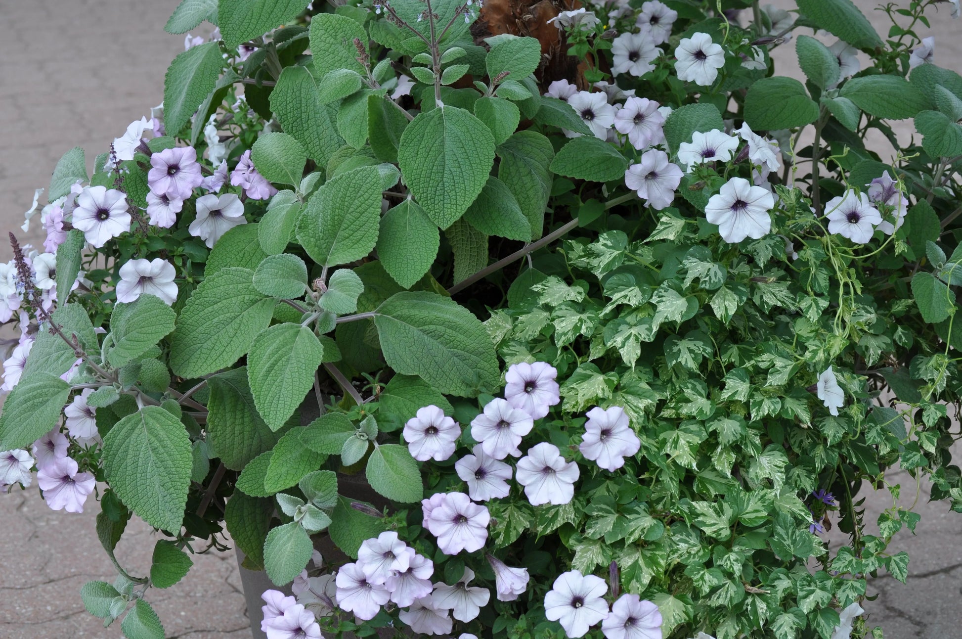 Plectranthus argentatus - Mason House Garden