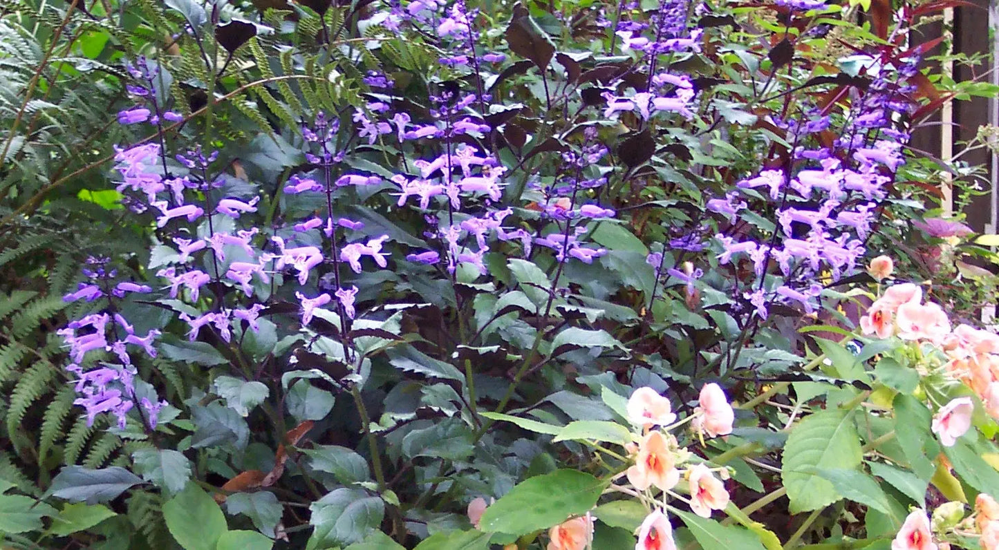 Plectranthus Mona Lavender - Mason House Garden