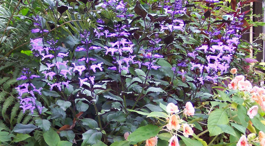 Plectranthus Mona Lavender