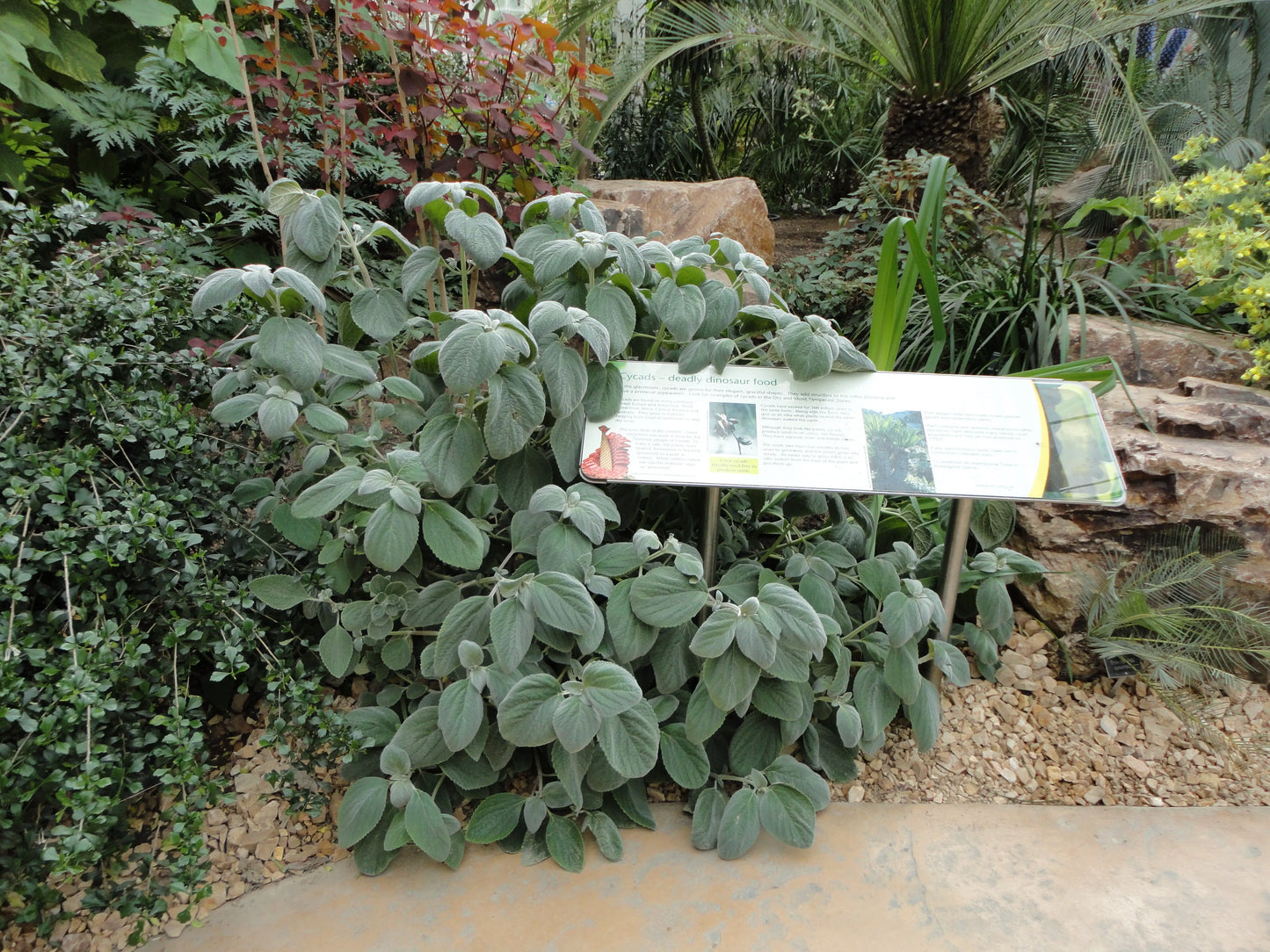 Plectranthus argentatus - Mason House Garden