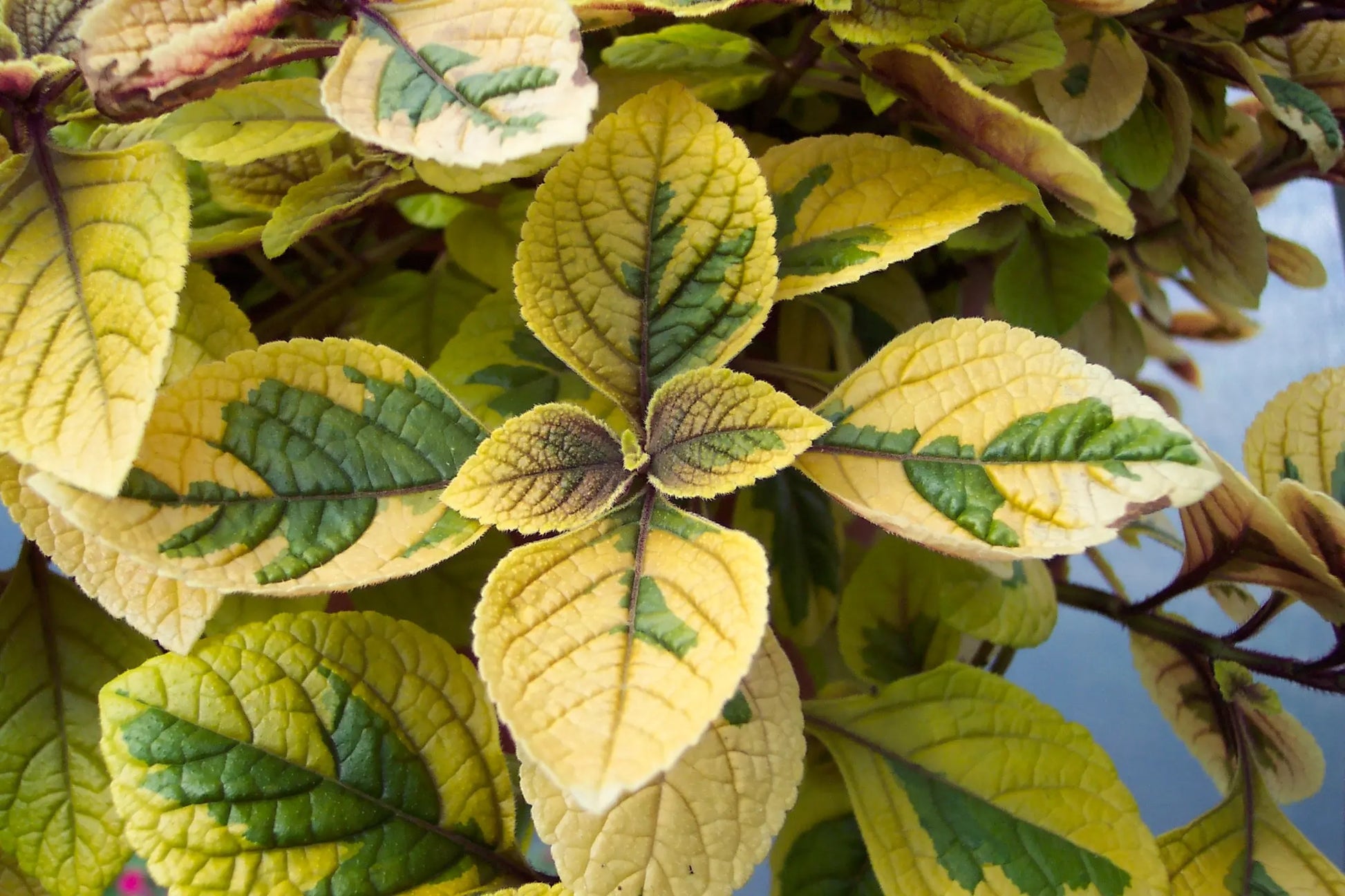 Plectranthus discolor Green and Gold - Mason House Garden