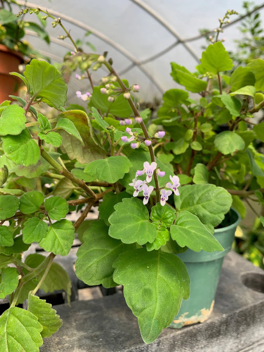 Plectranthus ernstii - Mason House Garden