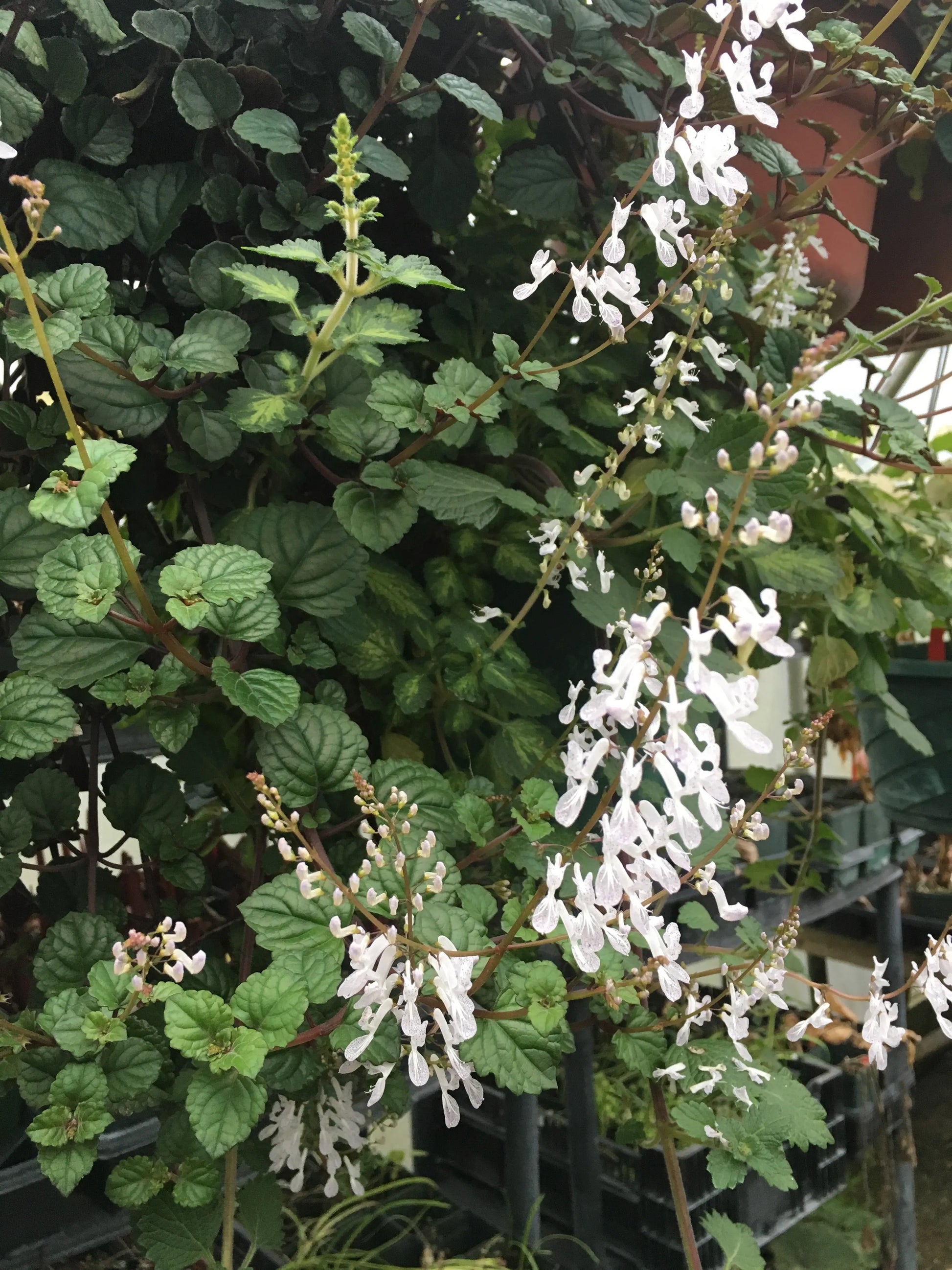 Plectranthus verticillatus - Mason House Garden