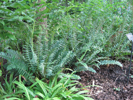 Polystichum acrostichoides