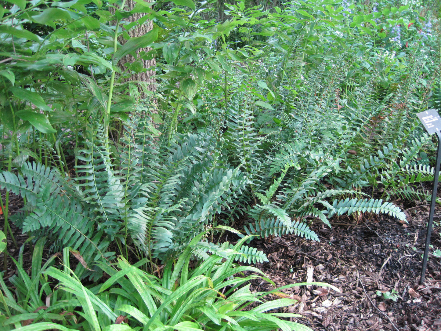 Polystichum acrostichoides