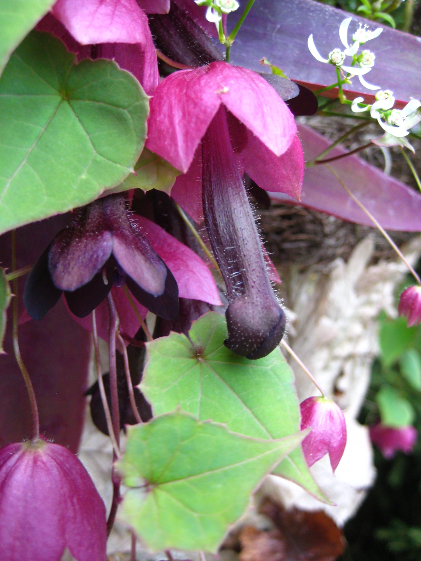 Rhodochiton atrosanguineus