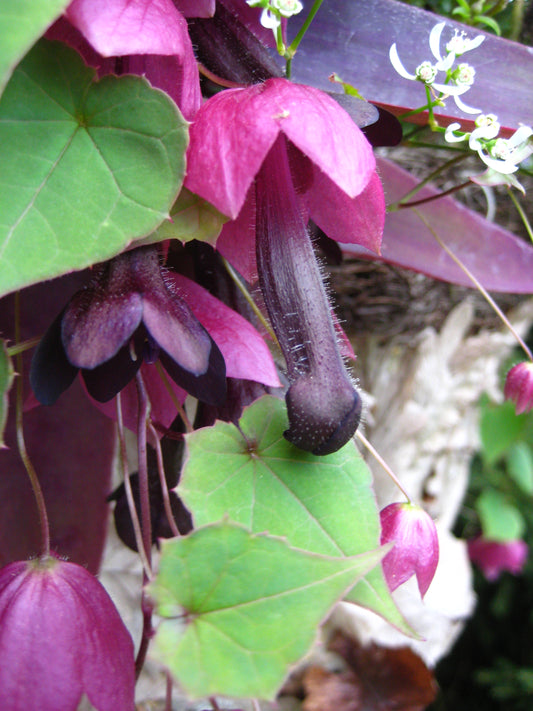 Rhodochiton atrosanguineus