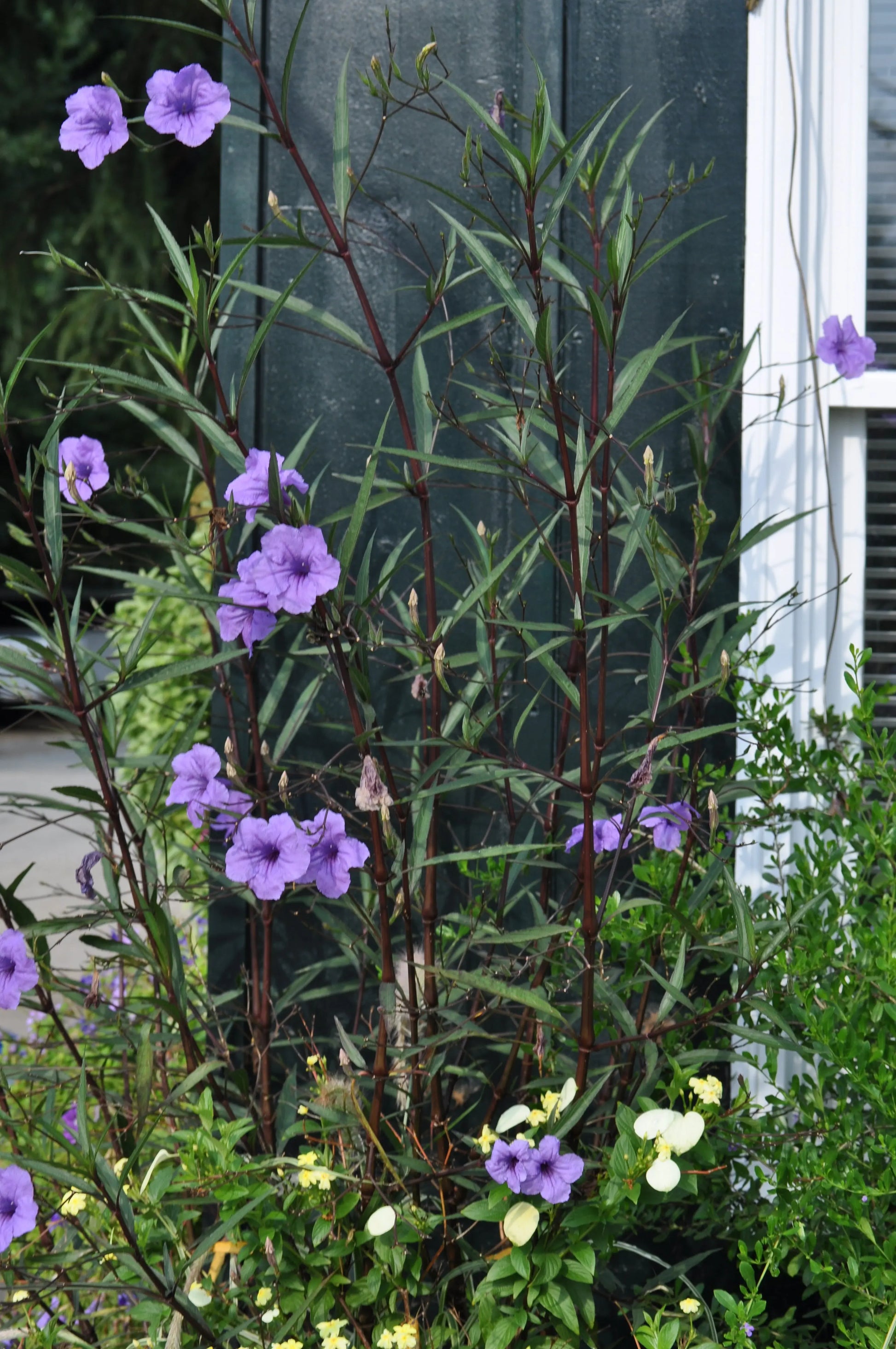 Ruellia Purple Showers - Mason House Garden