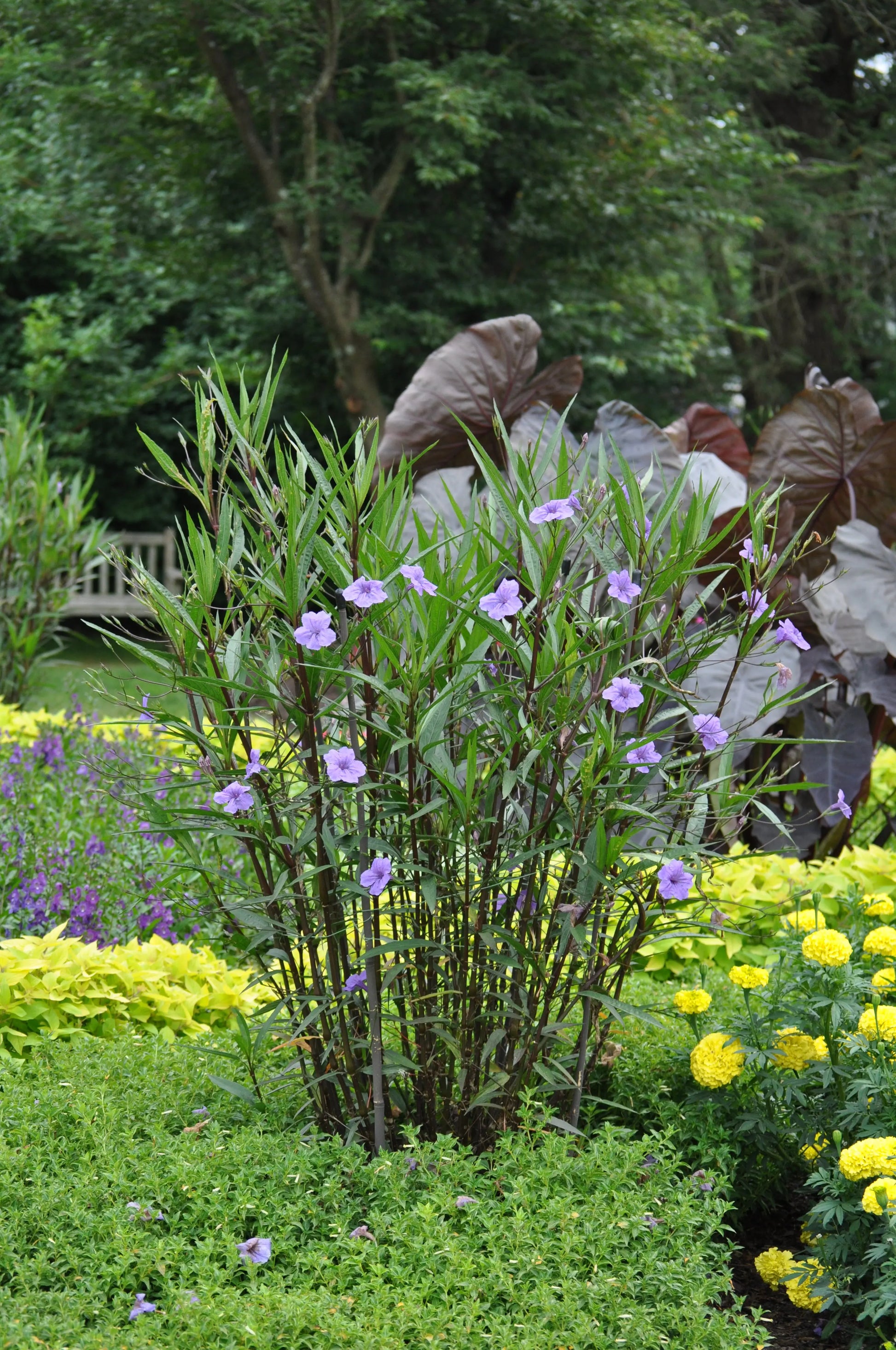 Ruellia Purple Showers - Mason House Garden