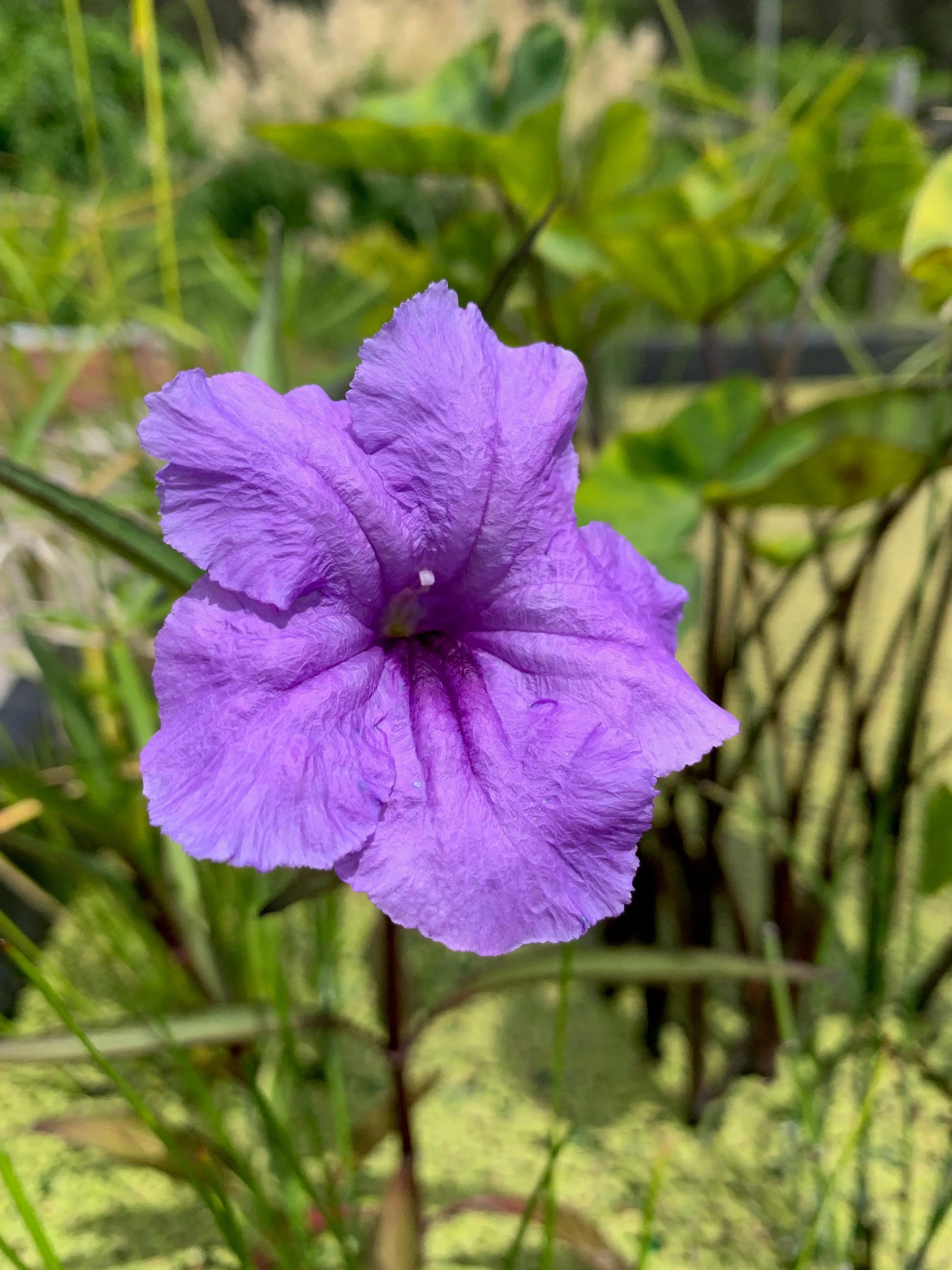 Ruellia Purple Showers - Mason House Garden