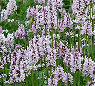 Betonica (Stachys) Summer Crush