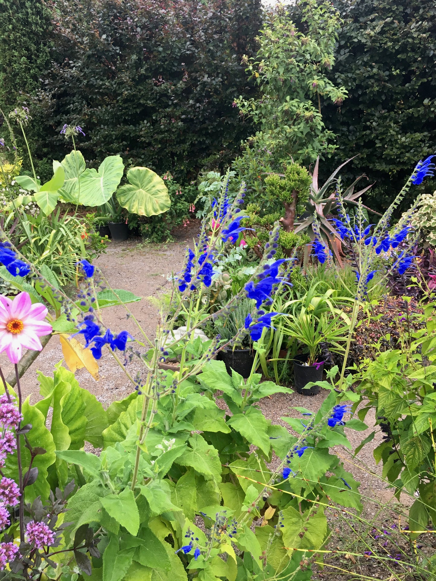 Salvia Big Swing