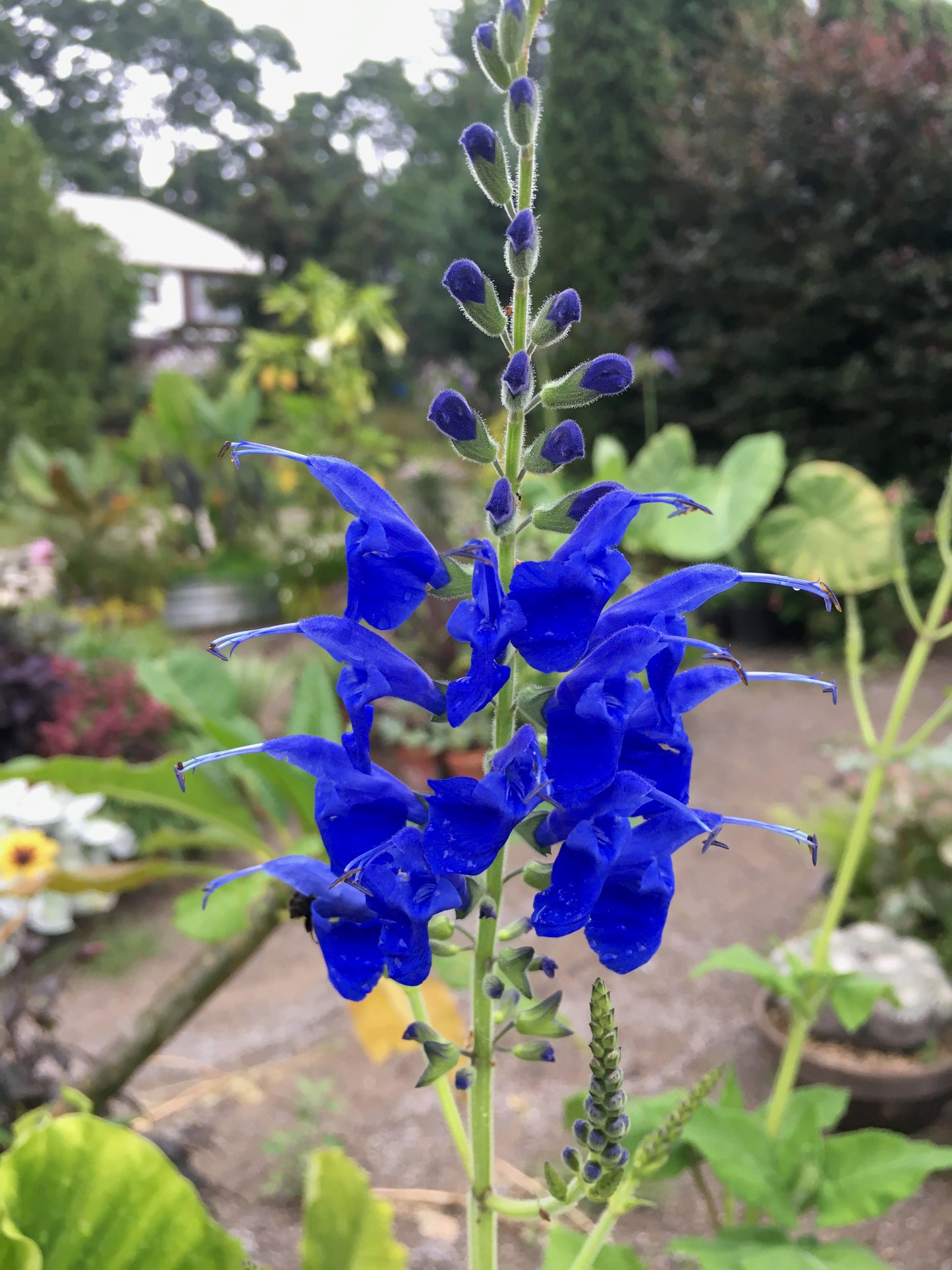 Salvia Big Swing