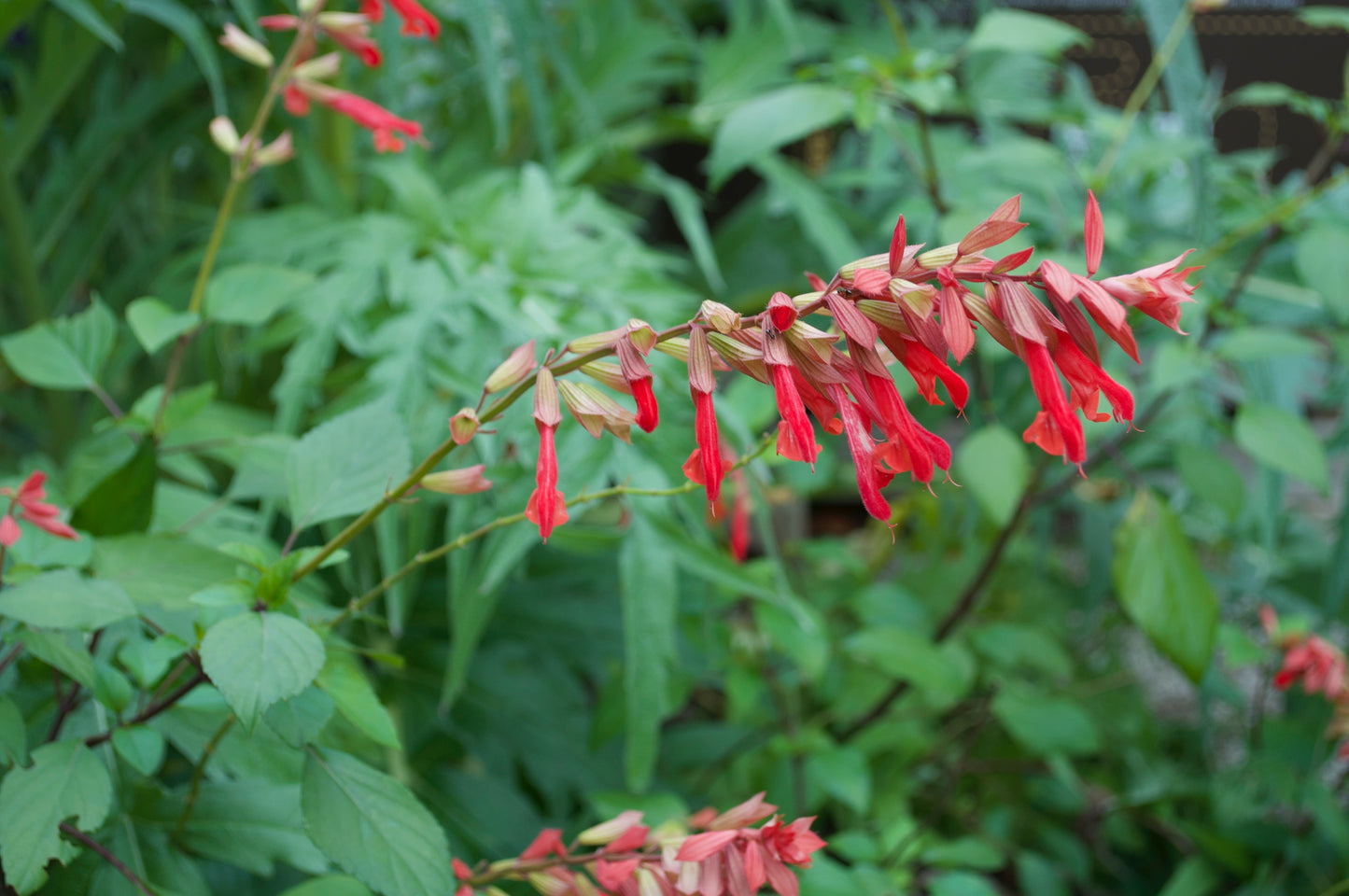 Salvia Ember's Wish