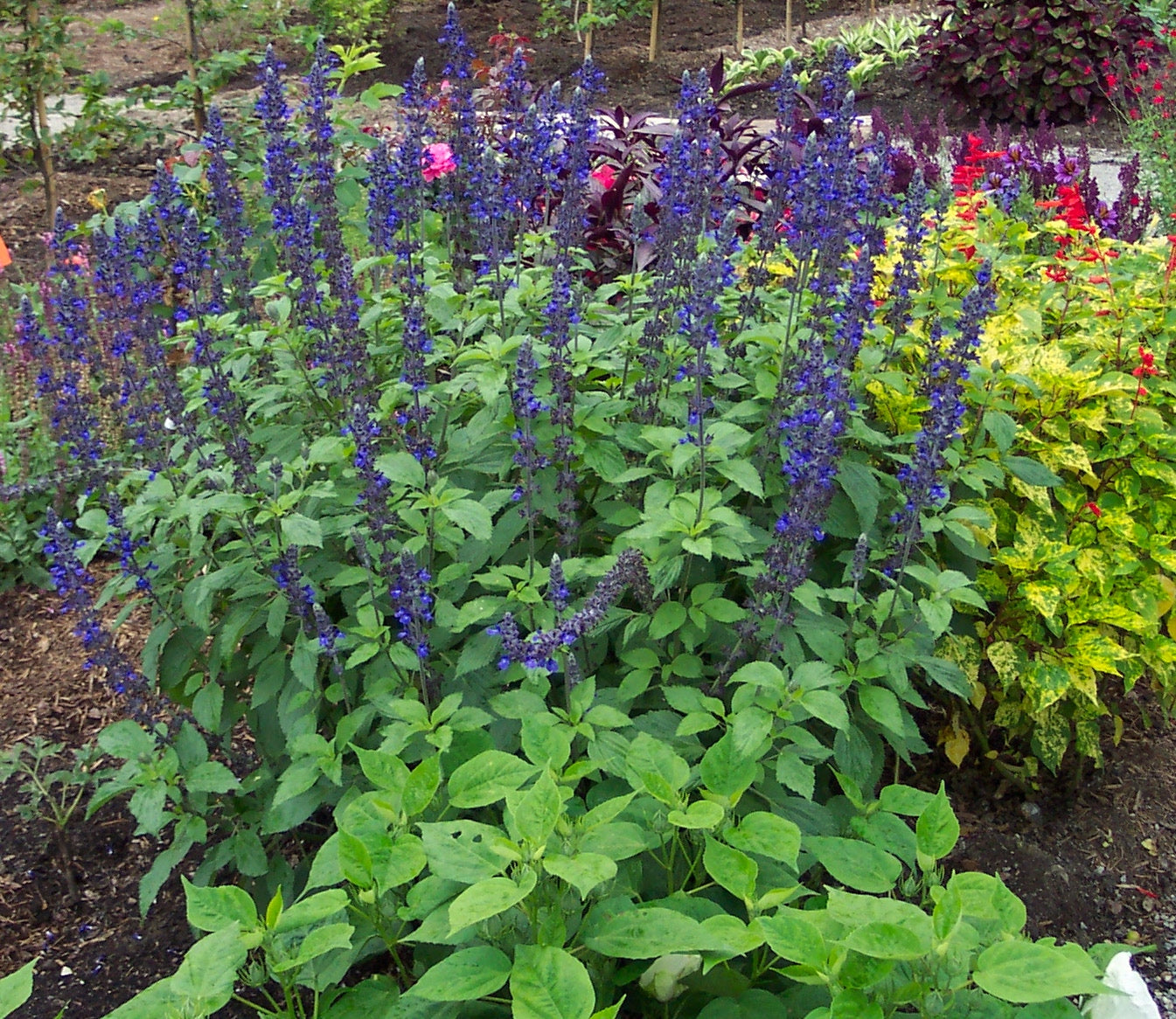 Salvia Mystic Spires
