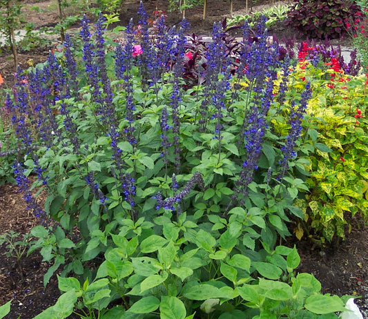Salvia Mystic Spires