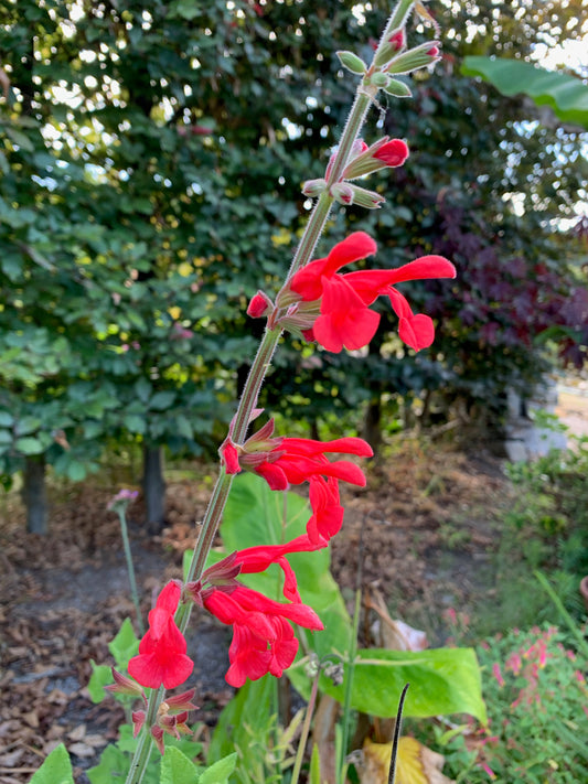 Salvia darcyi Vermillion Bluffs