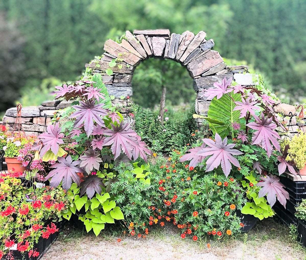 Mason House Gardens - stone wall arch