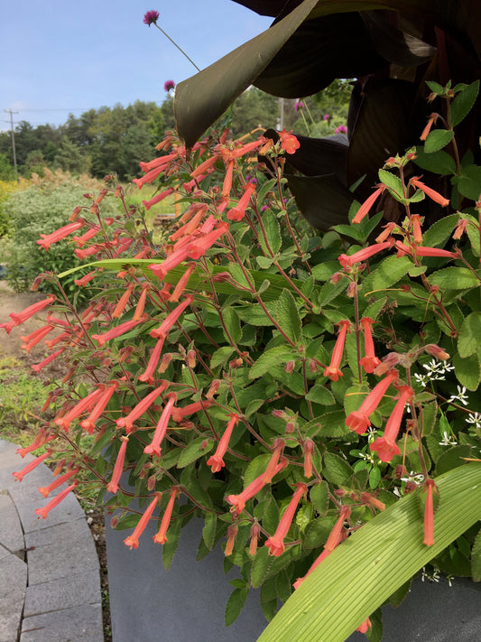 Sinningia Apricot Bouquet