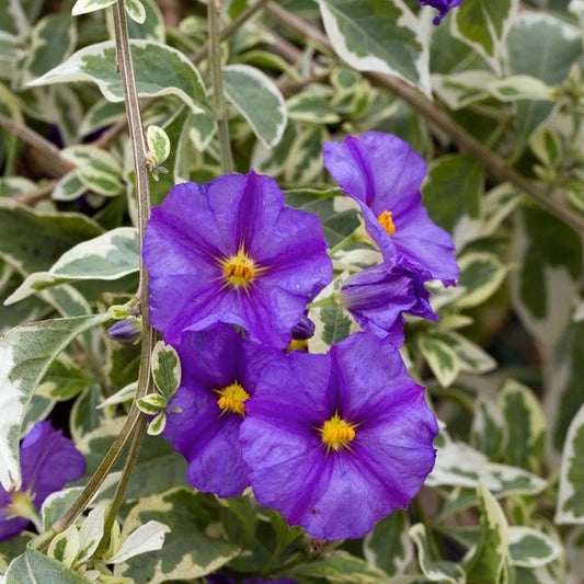 Solanum rantonnetii Variegata