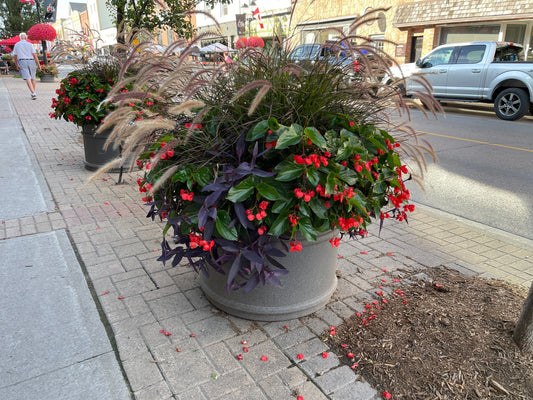 Begonia Dragon Wing Red - Mason House Garden