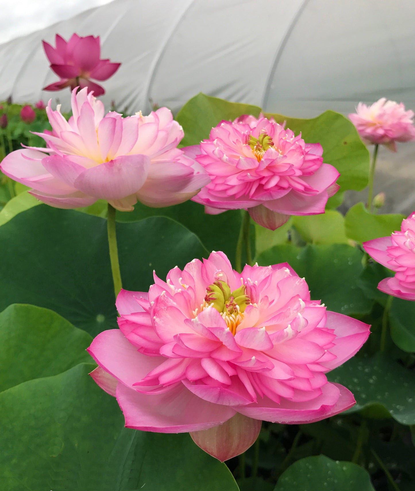Lotus 'Sugar Pie Pink'