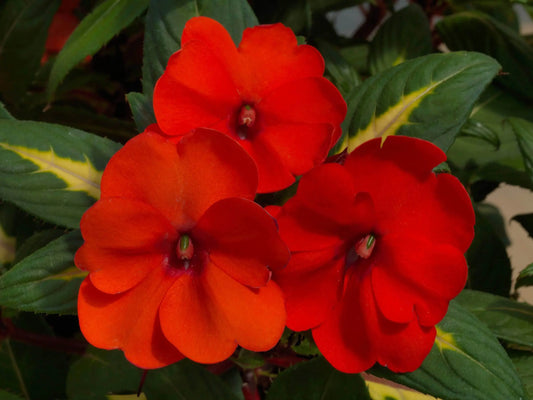 Impatiens Vigorous Tropical Orange