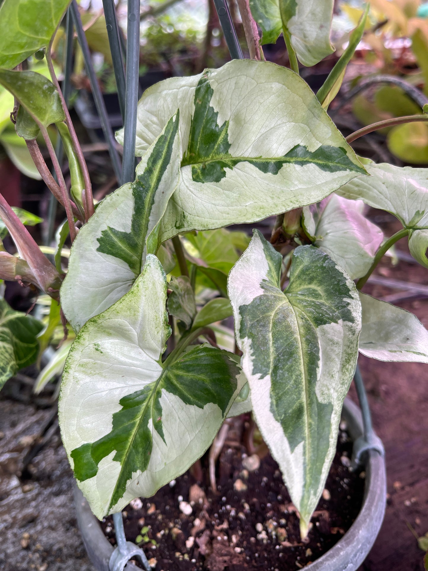 Syngonium 3 Kings