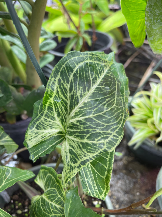 Syngonium Batik