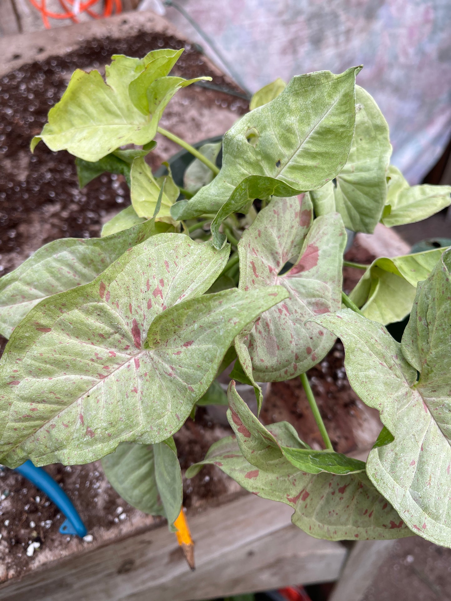 Syngonium Dazzle
