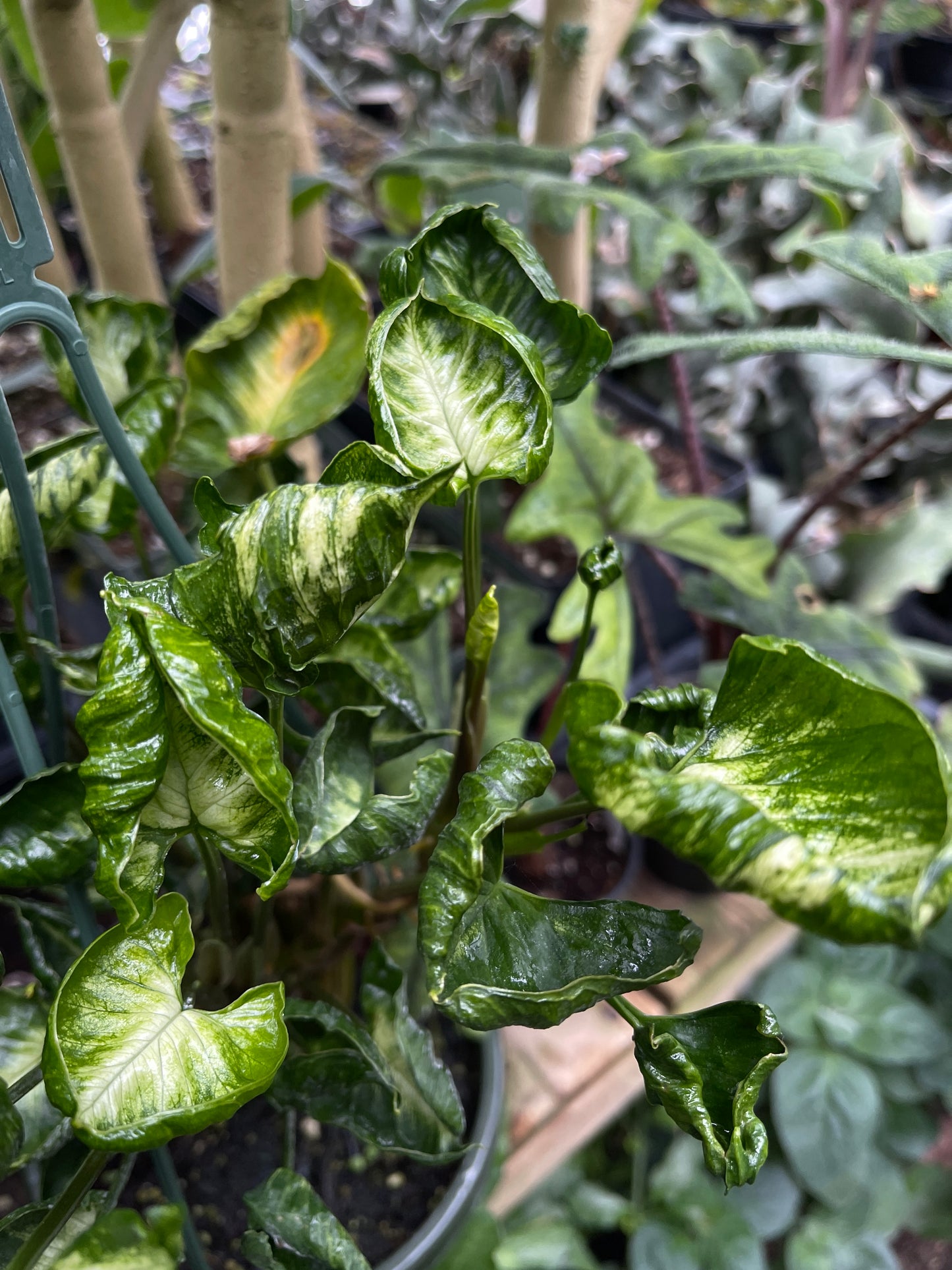 Syngonium Godzilla