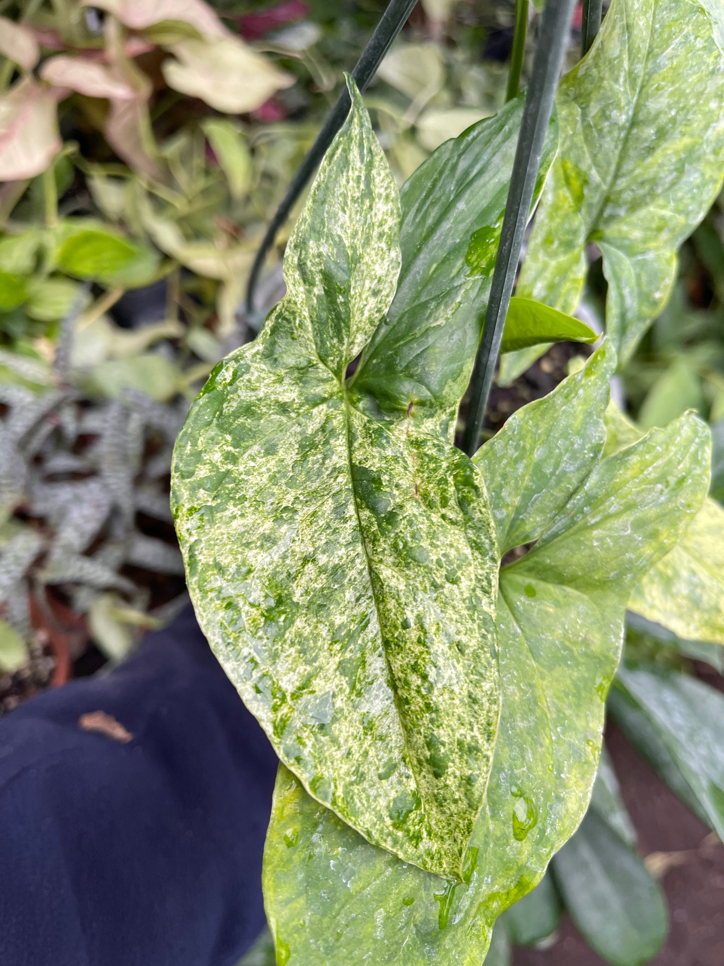 Syngonium Mojito
