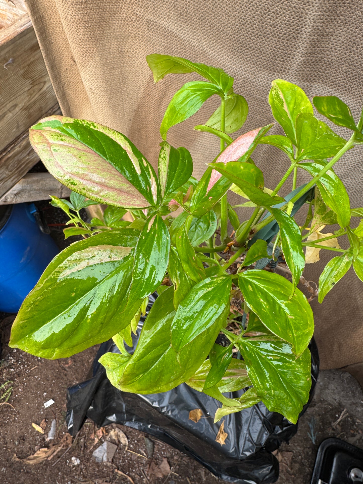 Syngonium Pink Splash