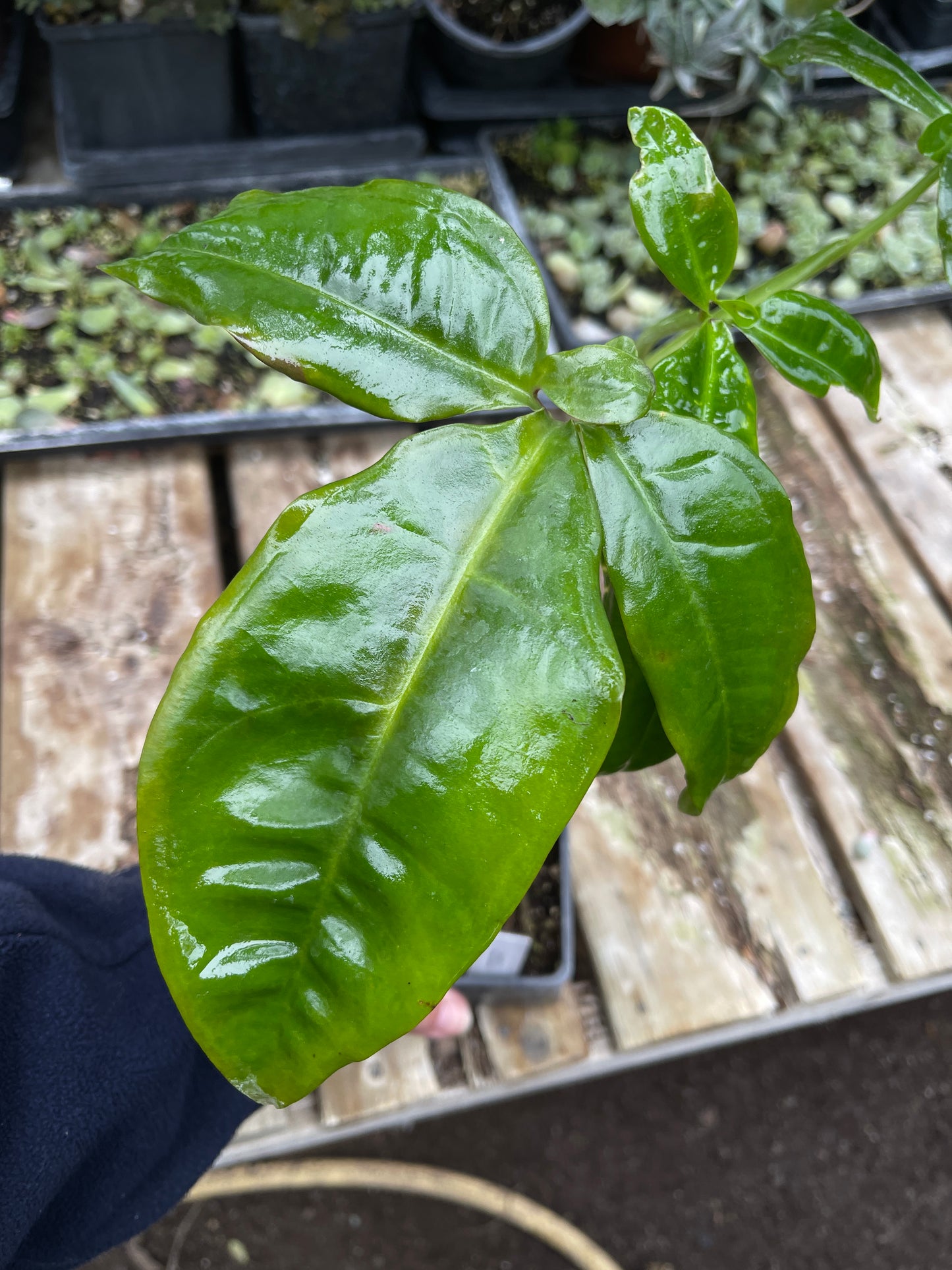 Syngonium podophyllum Tri-leaf Wonder