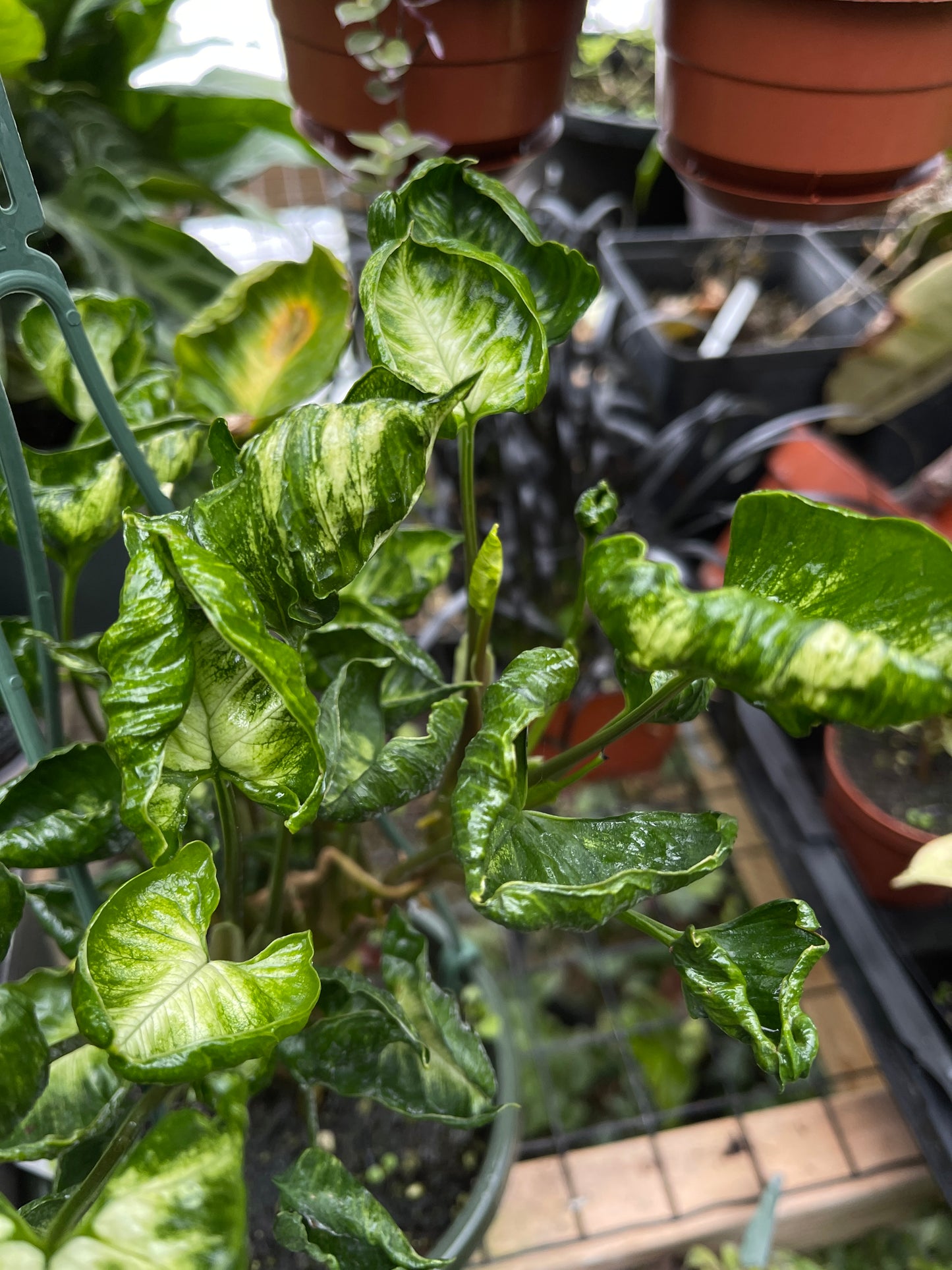 Syngonium Godzilla