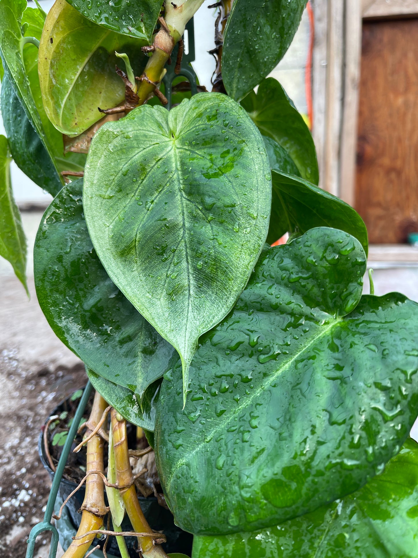 Syngonium macrophyllum Ice Frost