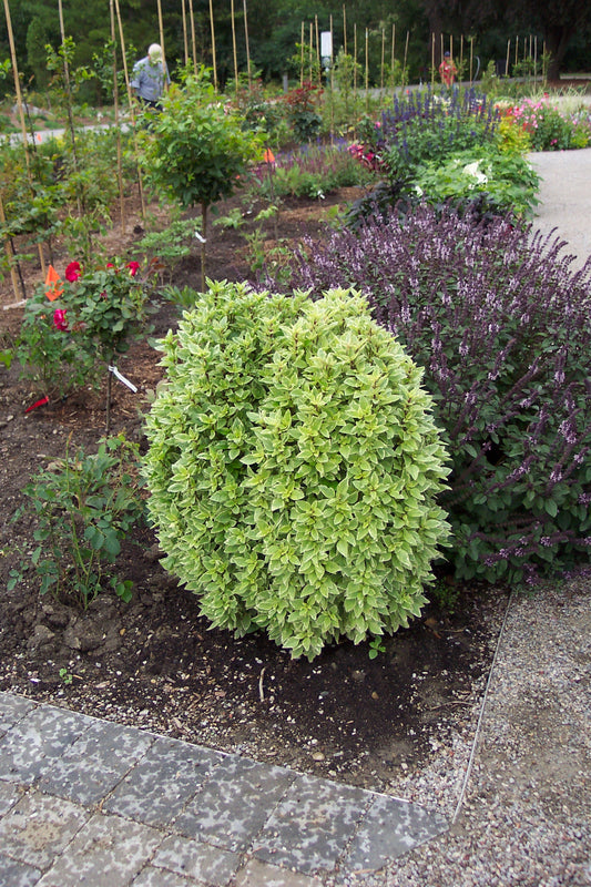 Basil Pesto Perpetuo